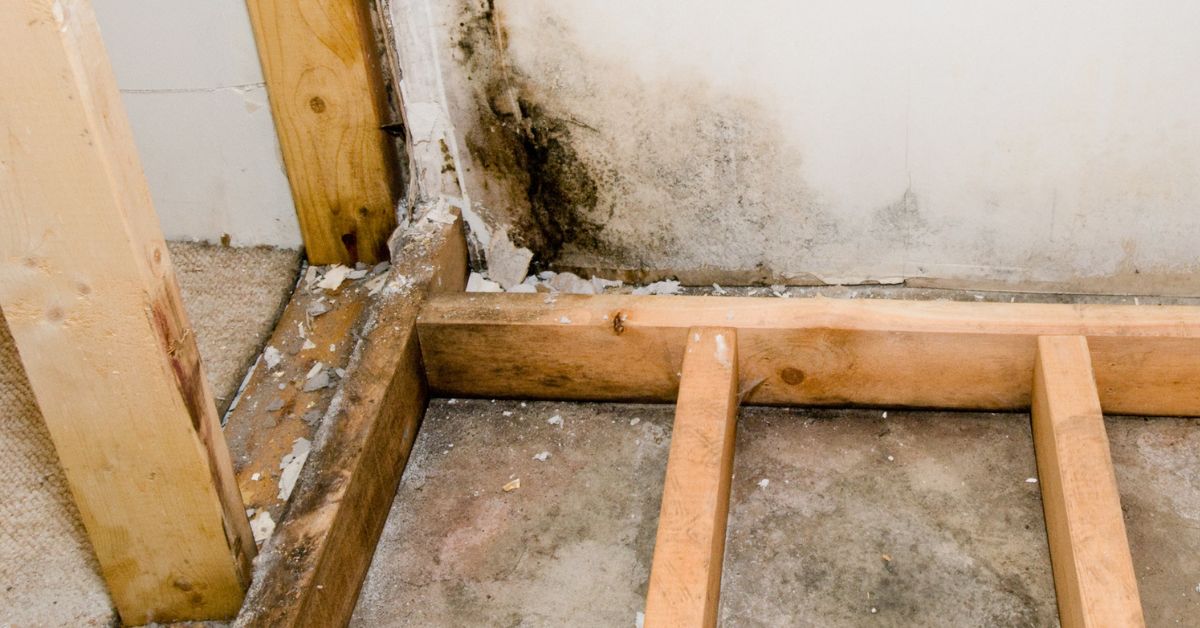 Mold in basement from basement water in New Jersey home