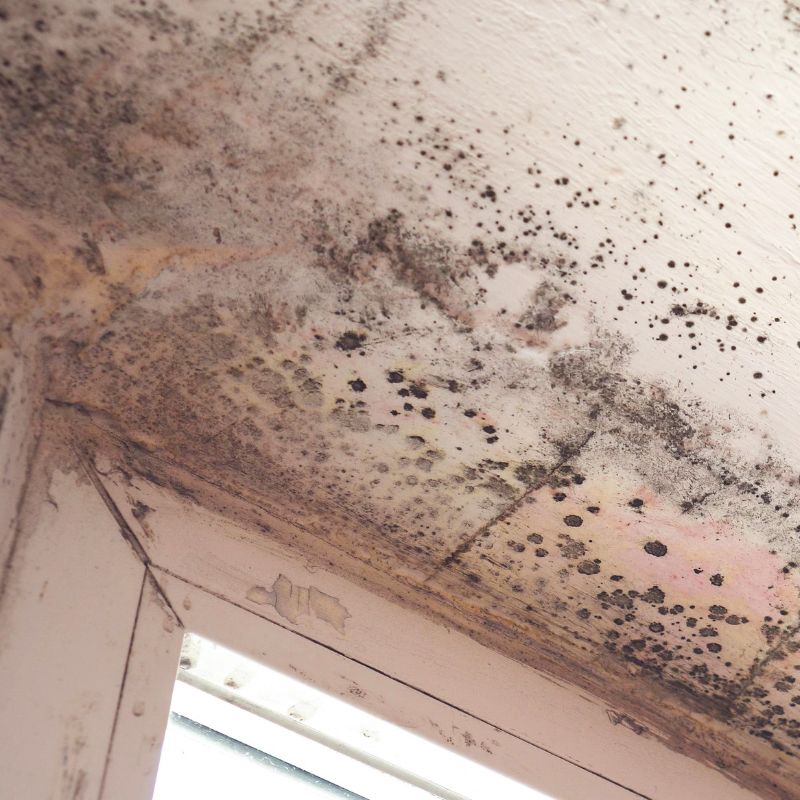 Basement mold remediation in New Jersey