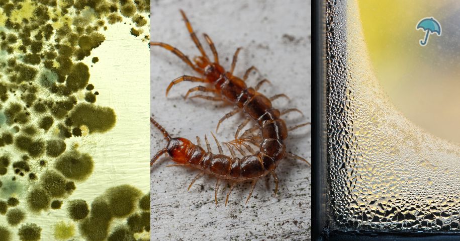 mold-pests-moisture-problems Mold, pests, moisture problems, New Jersey