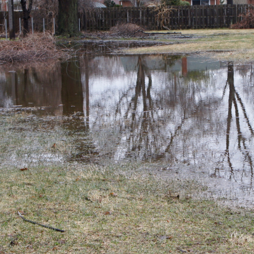 Pooled water in the yard